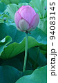 蓮の花 94083145