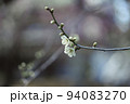 一輪の梅の花 94083270