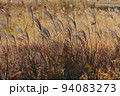 秋の風景ススキ 94083273