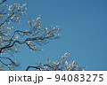 青空と梅 94083275