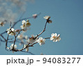 梅の花 94083277