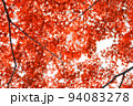 紅葉 94083278
