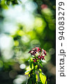 木漏れの花 94083279