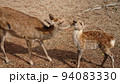 鹿の親子 94083330