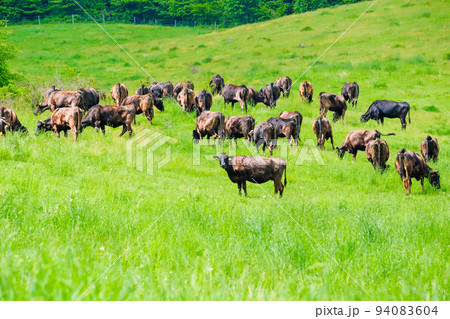 放牧されている黒毛和牛 94083604