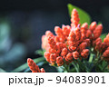 アフェランドラ・シンクレリアナ 94083901