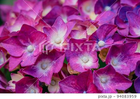 ピンク色の紫陽花の花 94083959