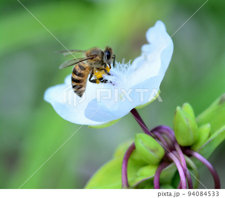 トキワツユクサの蜜を吸う蜜蜂 94084533