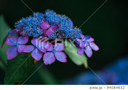 紫色の紫陽花の花 94084632