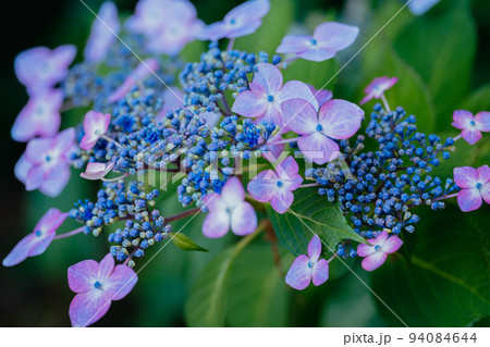紫色の紫陽花の花 紫色の紫陽花の花 94084644