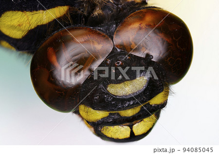 オニヤンマの目 94085045