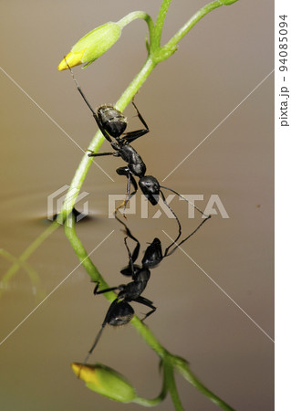 水辺のオオクロアリ 94085094