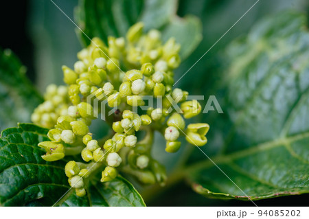 白色の紫陽花の花 白色の紫陽花の花 94085202