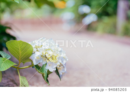 白色の紫陽花の花 94085203