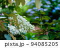 白色の紫陽花の花 94085205