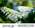 白色の紫陽花の花 94085206