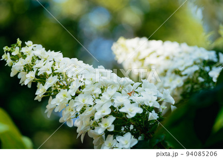 白色の紫陽花の花 94085206