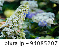 白色の紫陽花の花 94085207