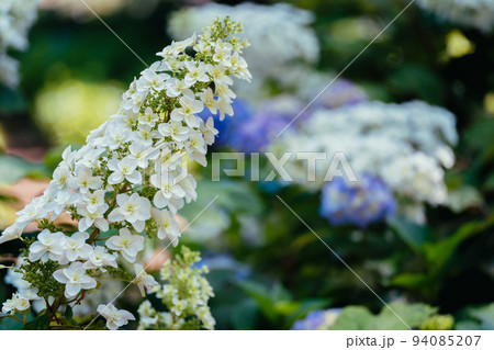白色の紫陽花の花 白色の紫陽花の花 94085207