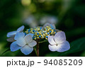 白色の紫陽花の花 94085209