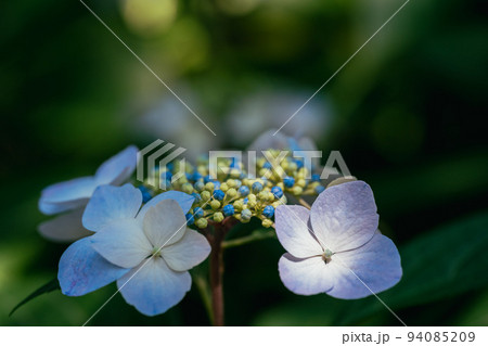 白色の紫陽花の花 白色の紫陽花の花 94085209