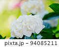 白色の紫陽花の花 94085211