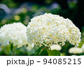 白色の紫陽花の花 94085215