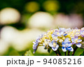 白色の紫陽花の花 94085216