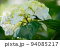 白色の紫陽花の花 94085217