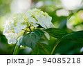白色の紫陽花の花 94085218