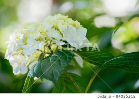 白色の紫陽花の花 白色の紫陽花の花 94085218