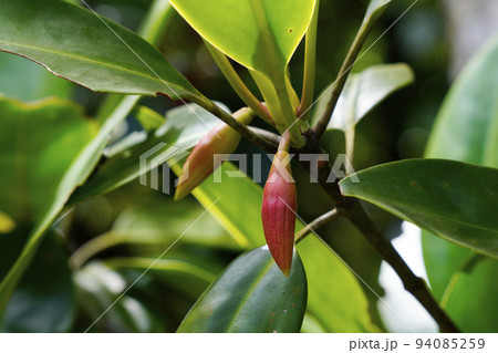 マングローブの胎生種 マングローブの胎生種 94085259
