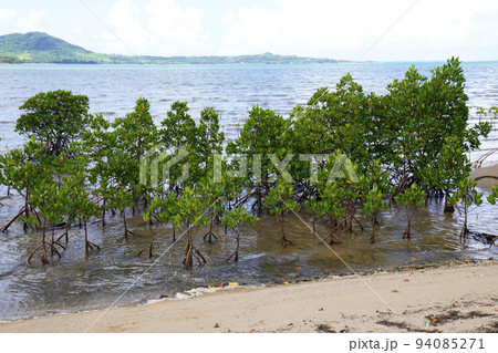 マングローブの風景 94085271