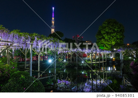 東京都江東区 夜の亀戸天神社、藤まつり 94085301