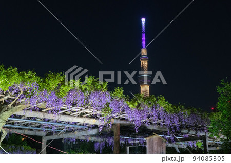 東京都江東区 夜の亀戸天神社、藤まつり 94085305