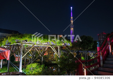 東京都江東区 夜の亀戸天神社、藤まつり 94085306