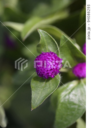 Globe amaranth 94086293