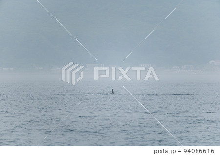 海峡をゆく　知床のシャチの群れ 94086616