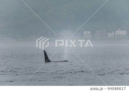 海峡をゆく　知床のシャチの群れ 94086617