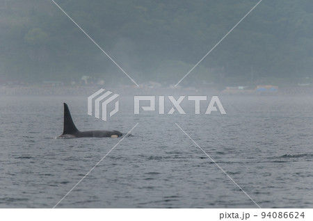 海峡をゆく　知床のシャチの群れ 94086624