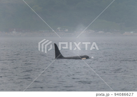 海峡をゆく　知床のシャチの群れ 94086627