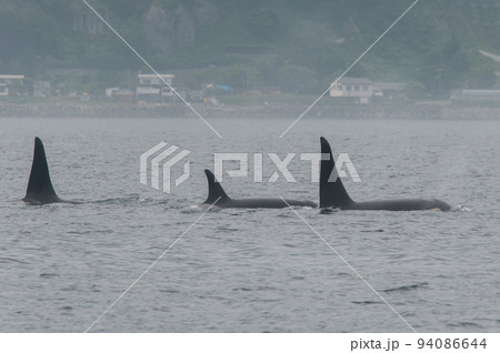 海峡をゆく 知床のシャチの群れ 海峡をゆく 知床のシャチの群れ 94086644