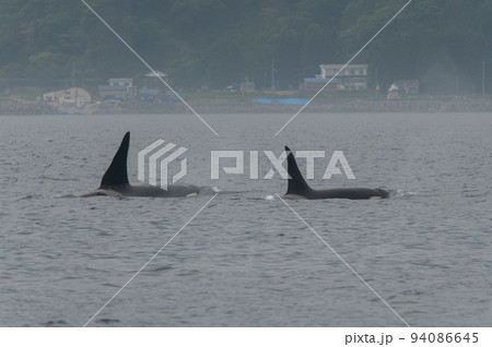 海峡をゆく　知床のシャチの群れ 94086645