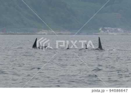 海峡をゆく 知床のシャチの群れ 海峡をゆく 知床のシャチの群れ 94086647