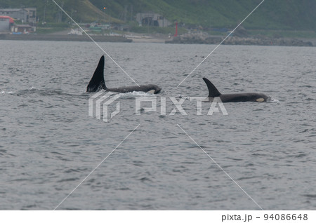 海峡をゆく　知床のシャチの群れ 94086648