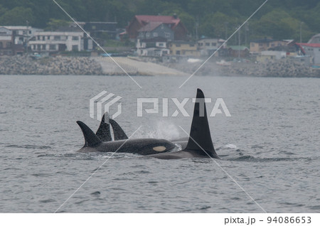 海峡をゆく　知床のシャチの群れ 94086653