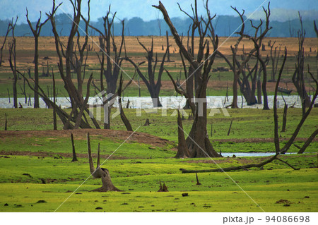 Waterland Landscape, Udawalawe National Park, Sri Lanka 94086698