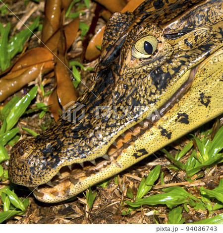 Spectacled Caiman, Tropical Rainforest, Costa Rica 94086743