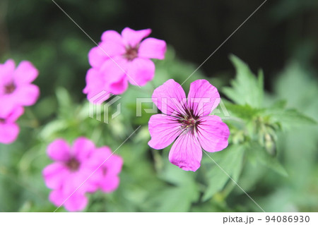 フウロソウ　ゲラニウム　プシロステモン 94086930