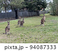カンガルーの集団 94087333